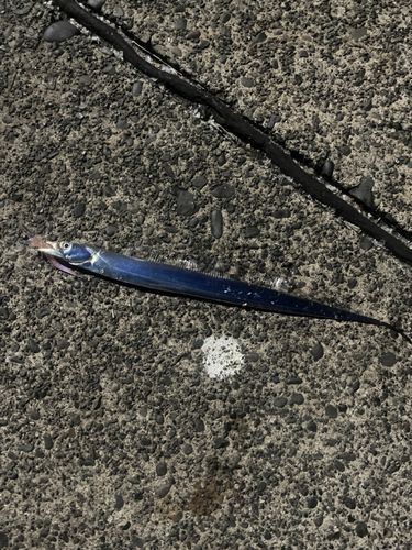 タチウオの釣果