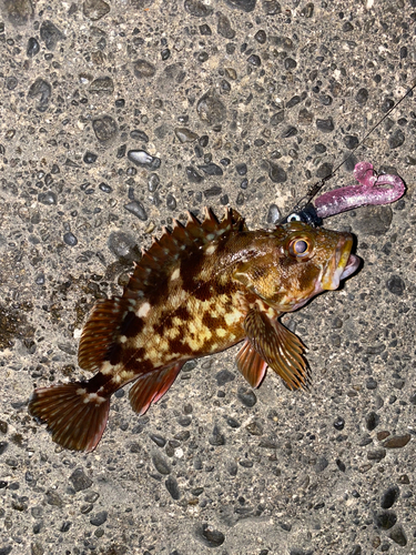 カサゴの釣果