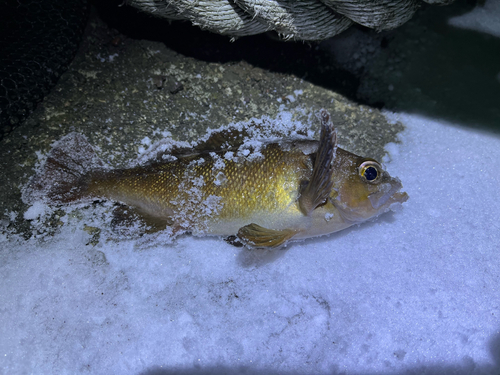 エゾメバルの釣果