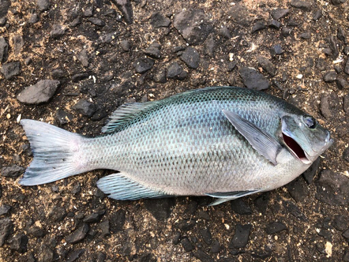 クチブトグレの釣果