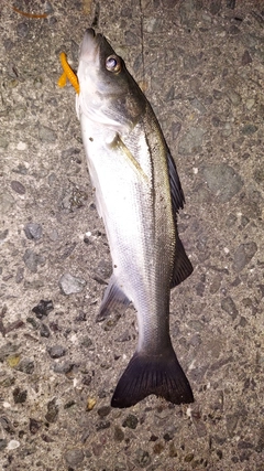 セイゴ（マルスズキ）の釣果