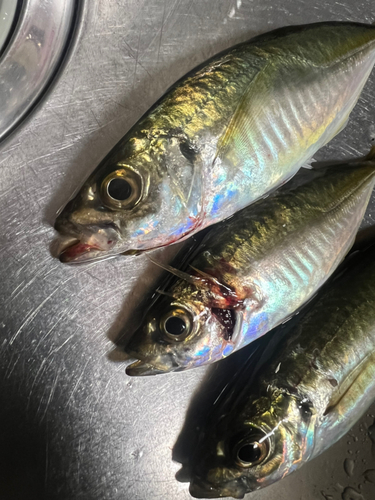 アジの釣果