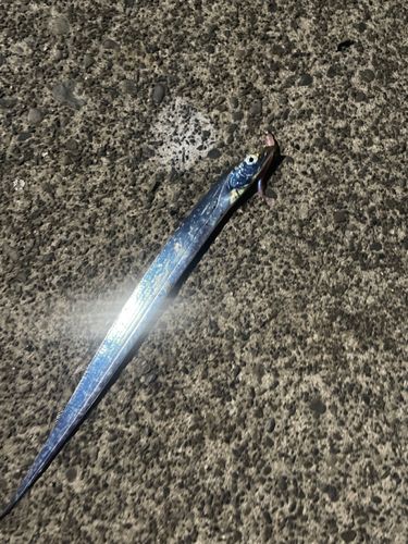タチウオの釣果