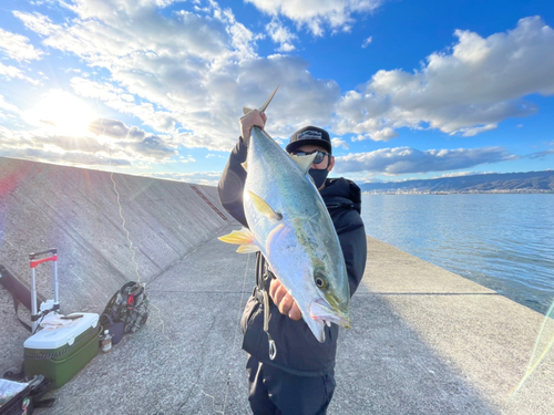 ブリの釣果