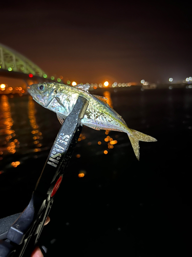 マアジの釣果