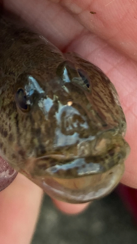 マハゼの釣果