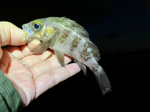 メバルの釣果