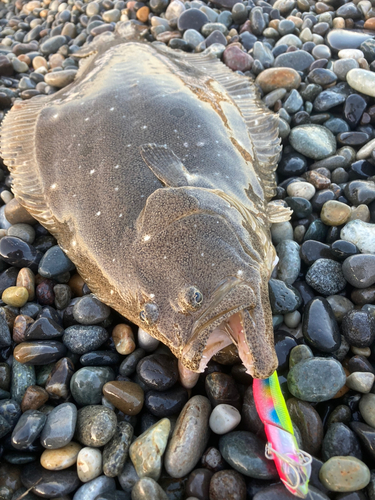 ヒラメの釣果