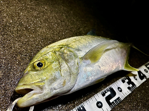 オニヒラアジの釣果