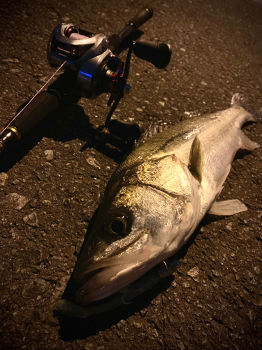 シーバスの釣果