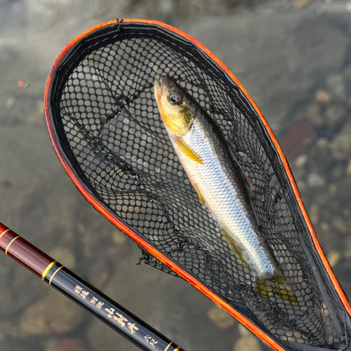 カワムツの釣果