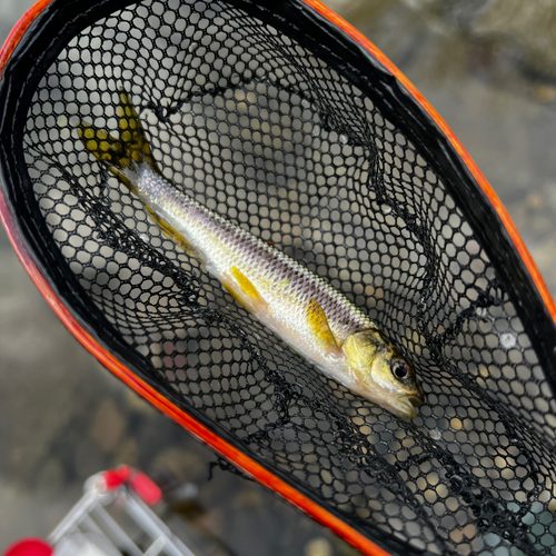 カワムツの釣果