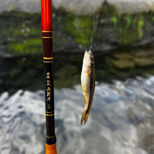 タカハヤの釣果