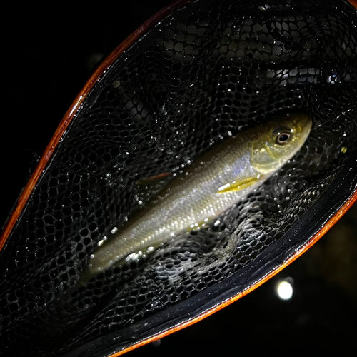 カワムツの釣果