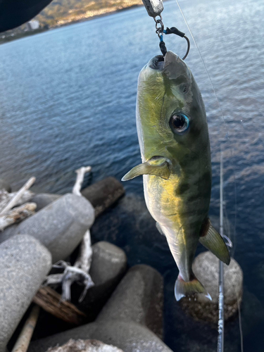 フグの釣果