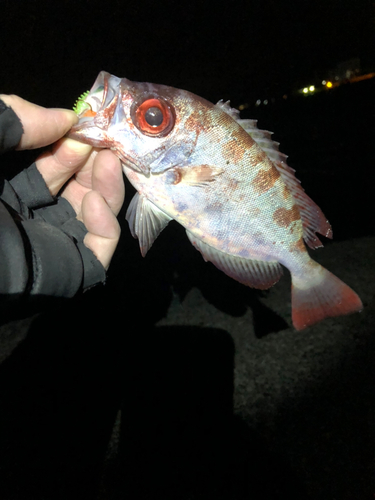 キントキダイの釣果