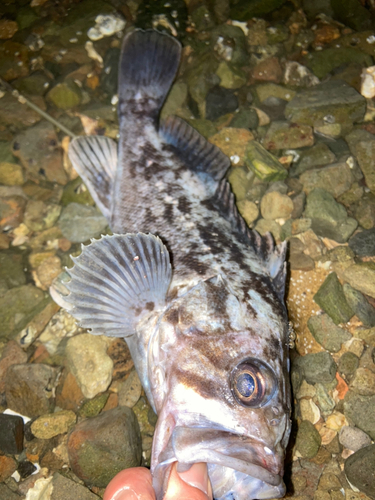 クロソイの釣果