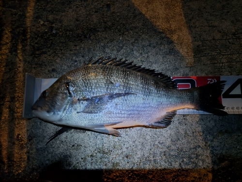 クロダイの釣果