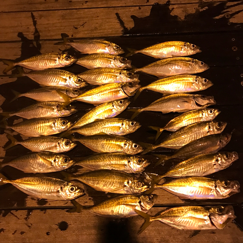 アジの釣果