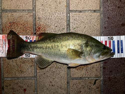 ブラックバスの釣果