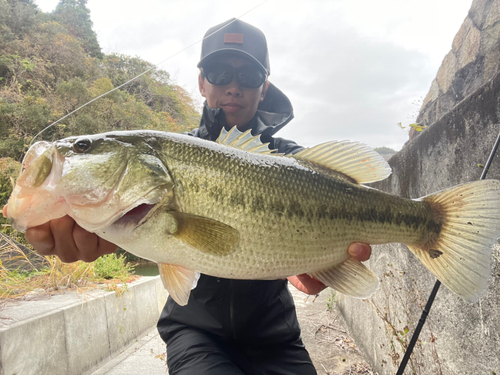 ブラックバスの釣果