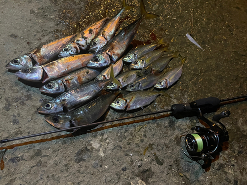 アジの釣果