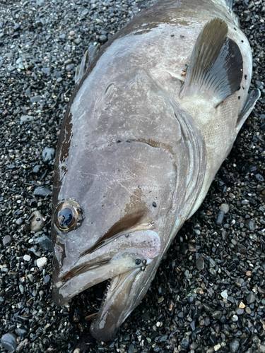 クエの釣果