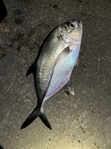 ヒラアジの釣果