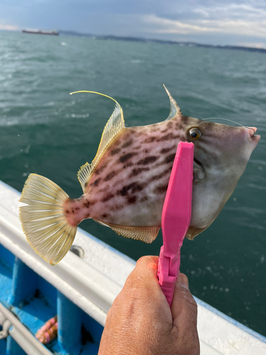 タイリクバラタナゴの釣果