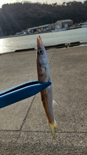 カマスの釣果