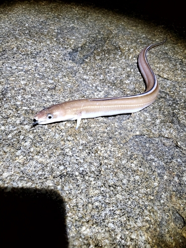 アナゴの釣果