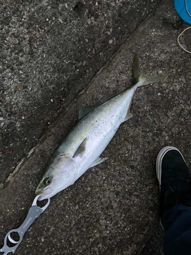 ハマチの釣果