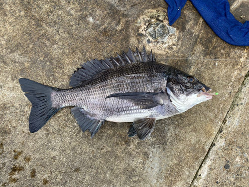 クロダイの釣果