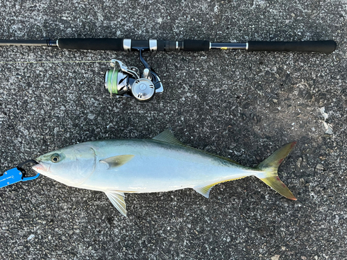 メジロの釣果