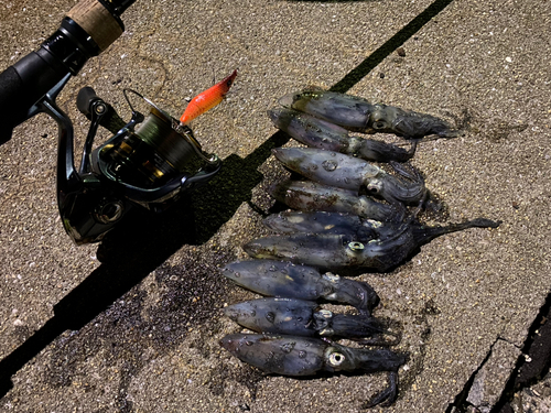 ベイカの釣果