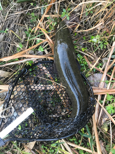 ライギョの釣果