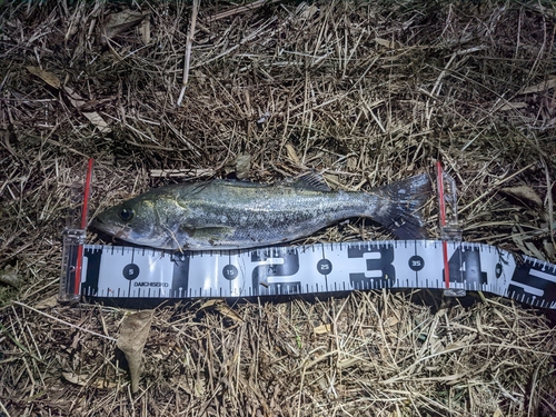 フッコ（マルスズキ）の釣果