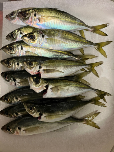 アジの釣果