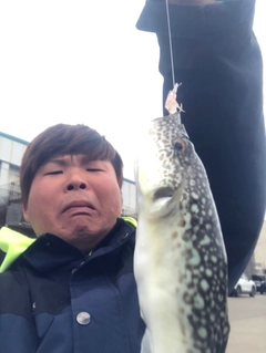 クサフグの釣果