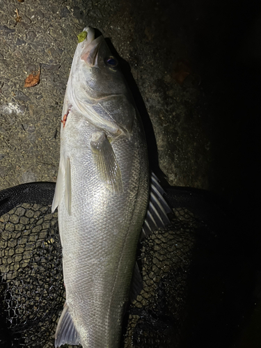 マルスズキの釣果