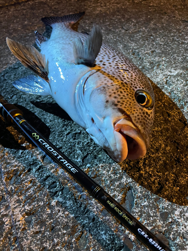 アジアコショウダイの釣果