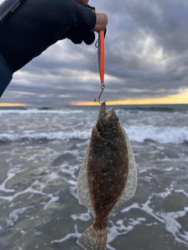 ソゲの釣果