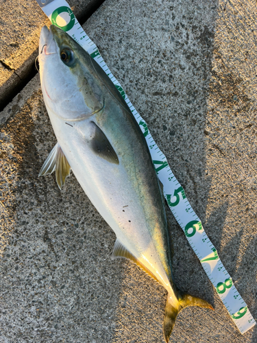 メジロの釣果