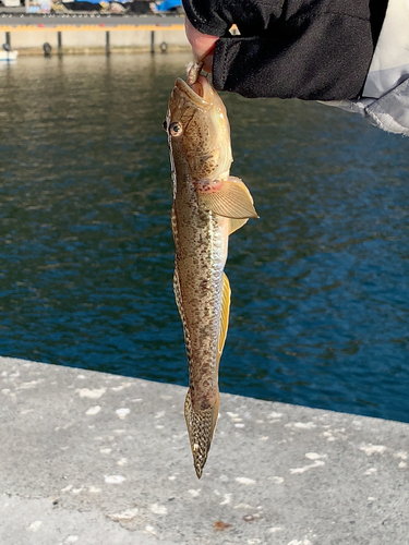 マハゼの釣果