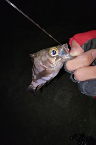 シロメバルの釣果