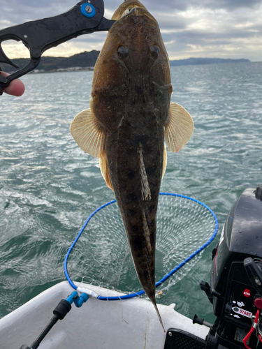 マゴチの釣果