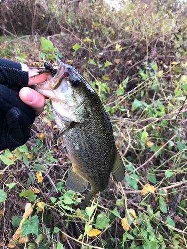 ラージマウスバスの釣果