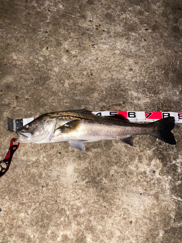 スズキの釣果