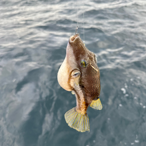 キタマクラの釣果