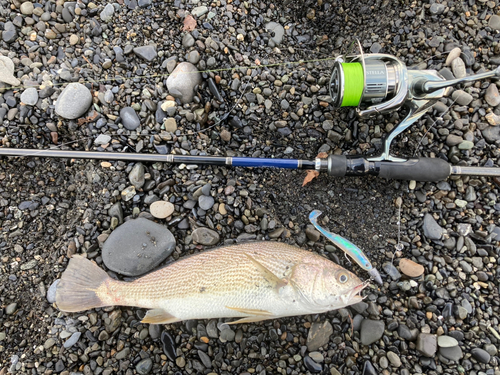 イシモチの釣果